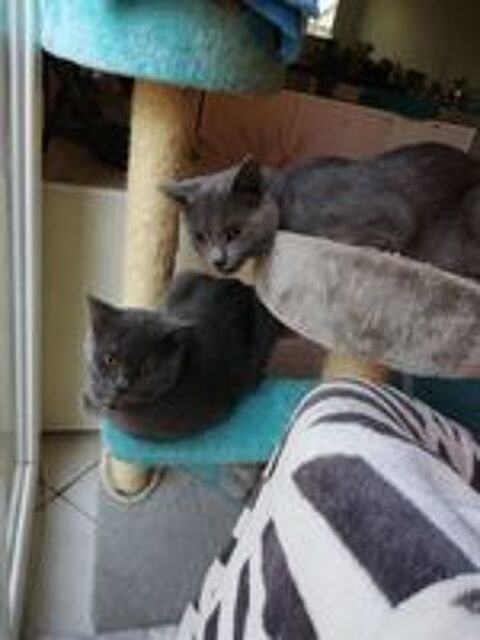   ADORABLES CHATONS CHARTREUX 