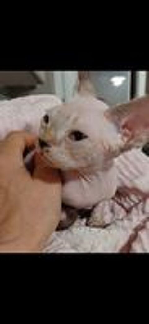   À DONNER chaton Devon Rex de 3 mois problème santé 