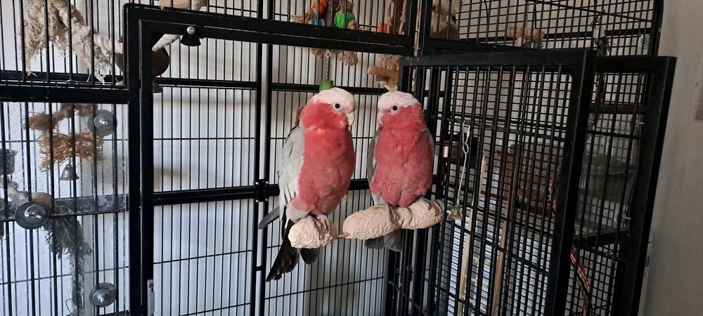   2 Cacatoès Rosalbin Femelles + Cage complète (avec jouets). 