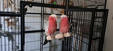 2 Cacato&egrave;s Rosalbin Femelles + Cage compl&egrave;te (avec jouets). 2500 40000 Mont-de-marsan