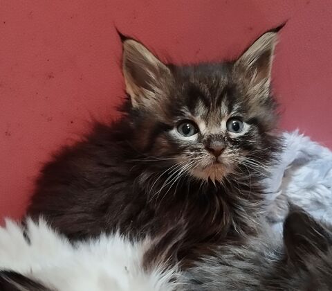 Maine Coon loof 1000 56140 Tréal
