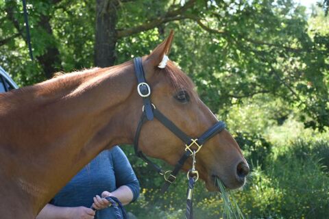 Cheval Trotteur 8 ans alezan pour loisirs 83460 Les arcs