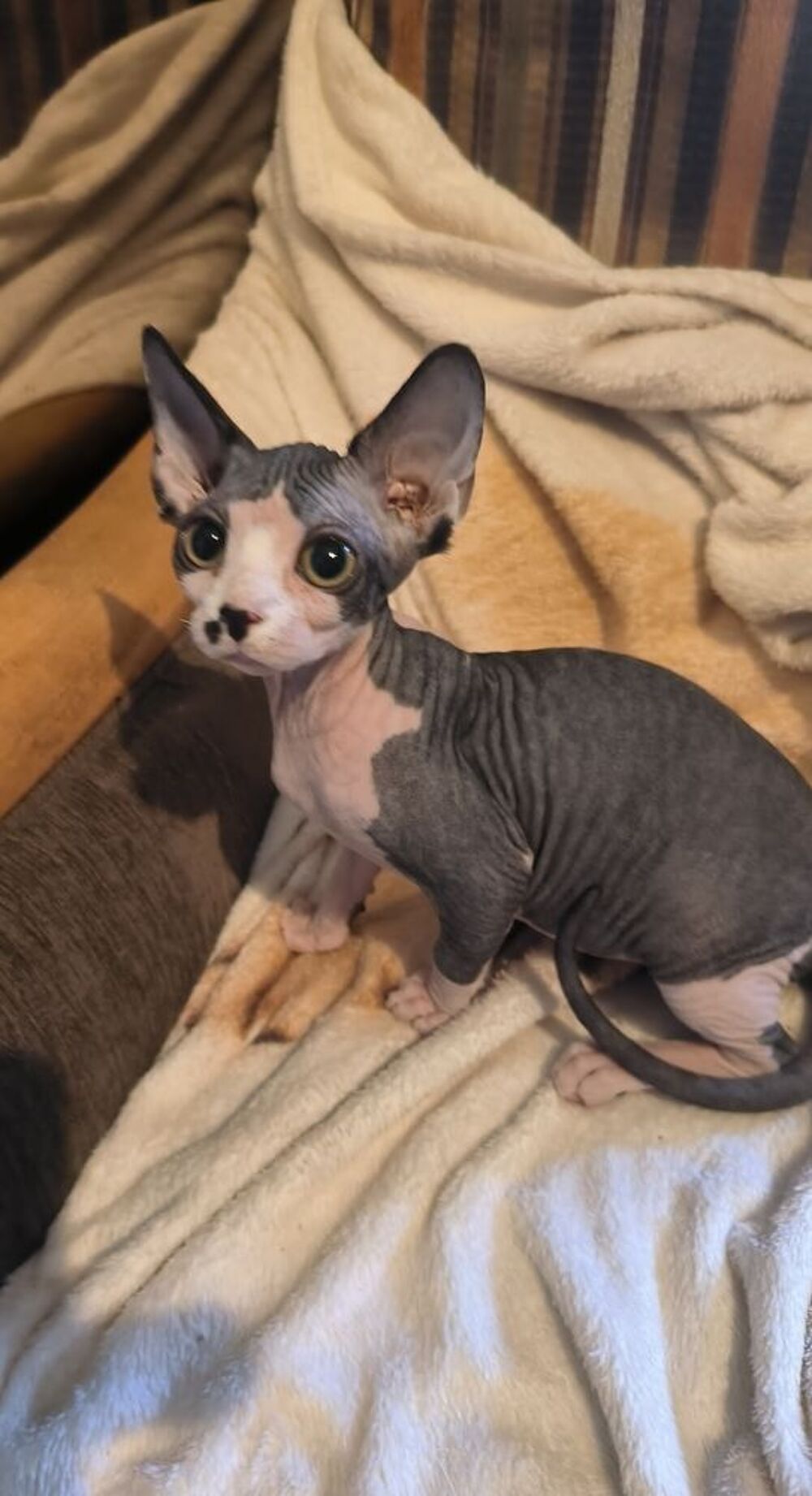   sphynx 