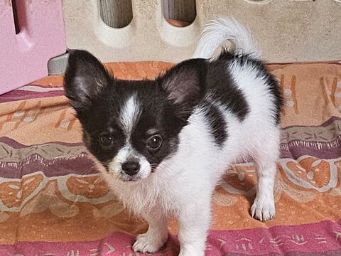 Chihuahua 900 64530 Pontacq