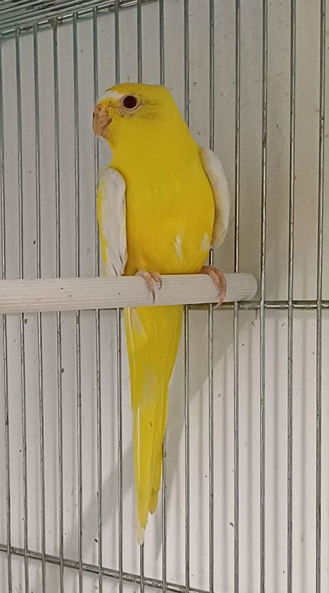 Perruches &eacute;l&eacute;gantes (Neophema elegans) 0 41230 Courmemin