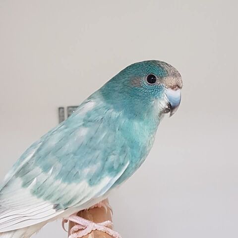 Perruche Kakariki 45 38110 La tour-du-pin