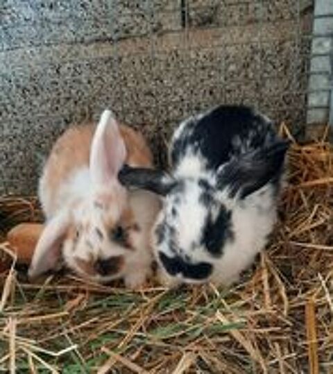   Lapins nains bélier  