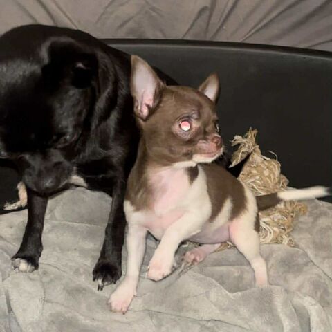 Chiot chihuahua femelle 1000 39360 Vaux-l�s-saint-claude