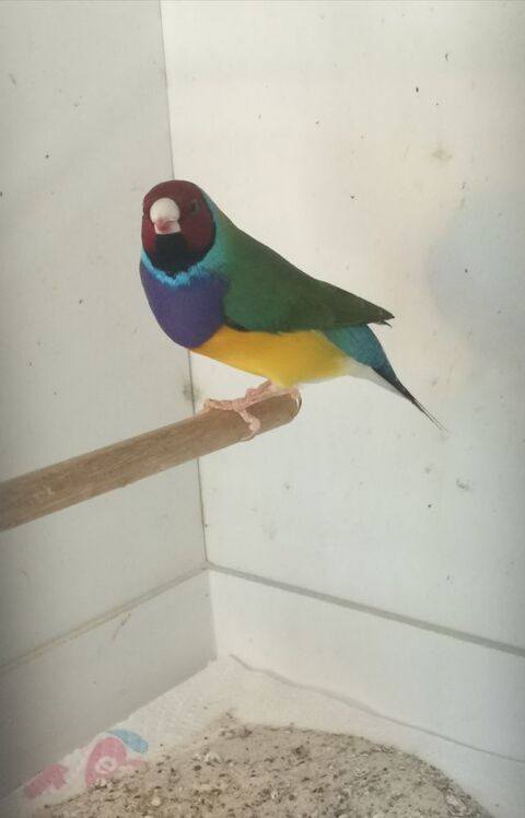 Gould male  50 13200 Arles