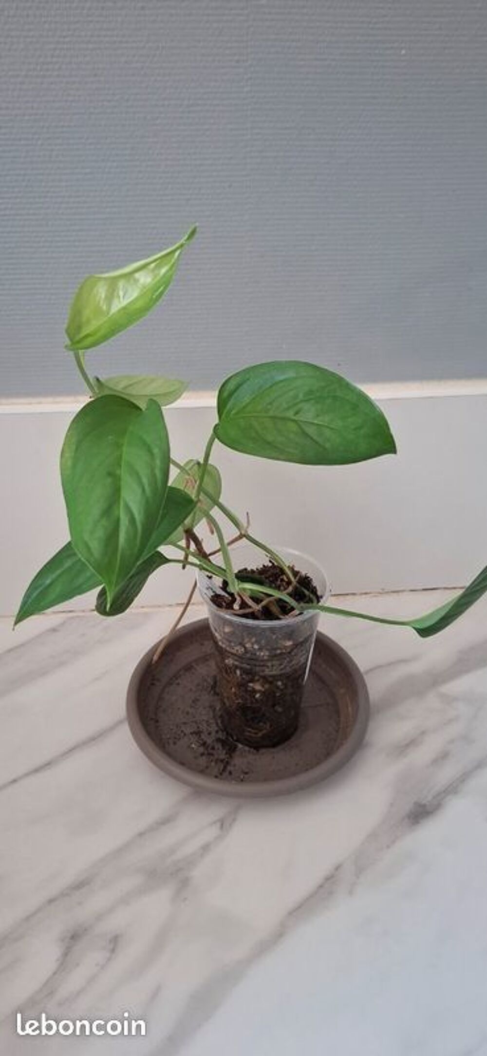 Monstera obliqua brazil bouture 17 Bricolage