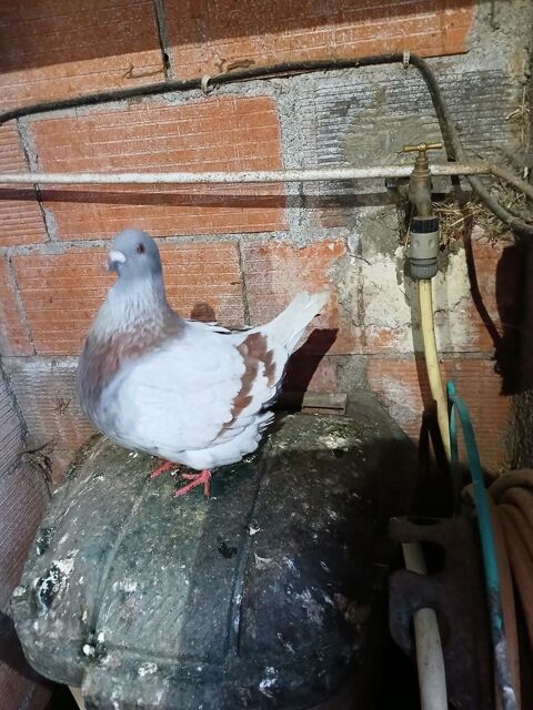 pigeon  mondain 30 31620 Fronton