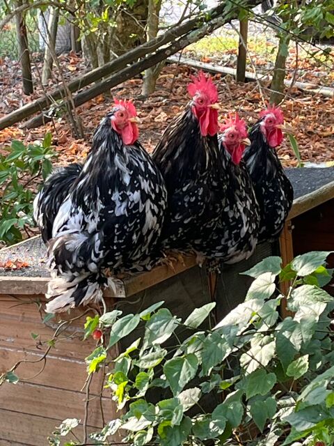 Coq p&eacute;kin 10 33390 Blaye