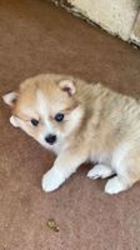  Chiots POMSKY 
