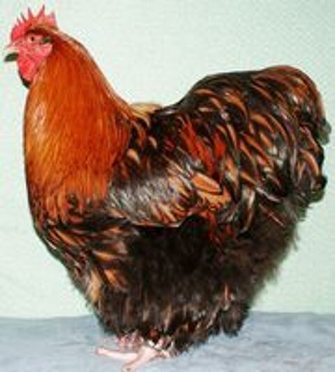   coqs et poules ORPINGTON fauve à lisérés noirs 