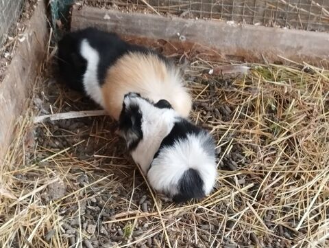  cochons d'Inde p&eacute;ruviens. 20 38260 La c�te-saint-andr�