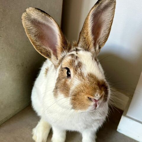 LINUS LE LAPIN 200 26100 Romans-sur-is�re