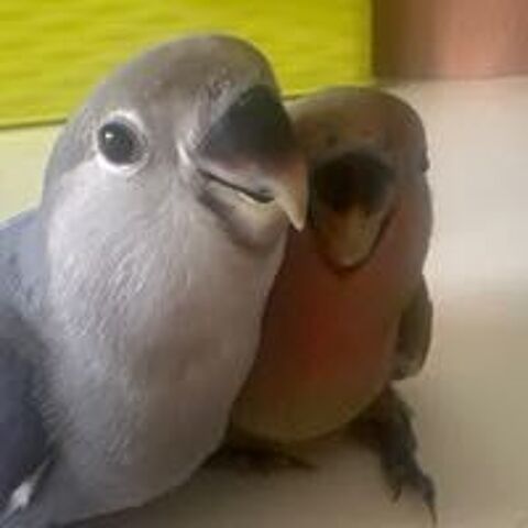   oiseaux inséparables eam 
