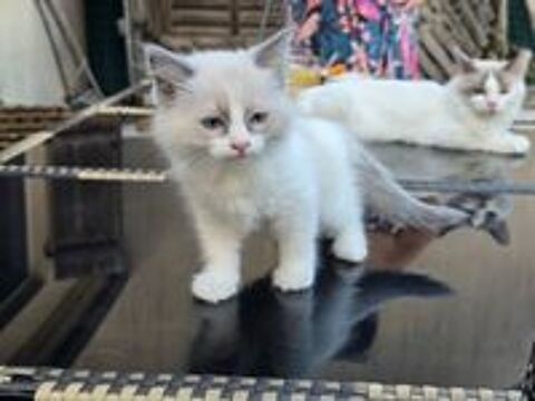   Chatons Ragdoll 