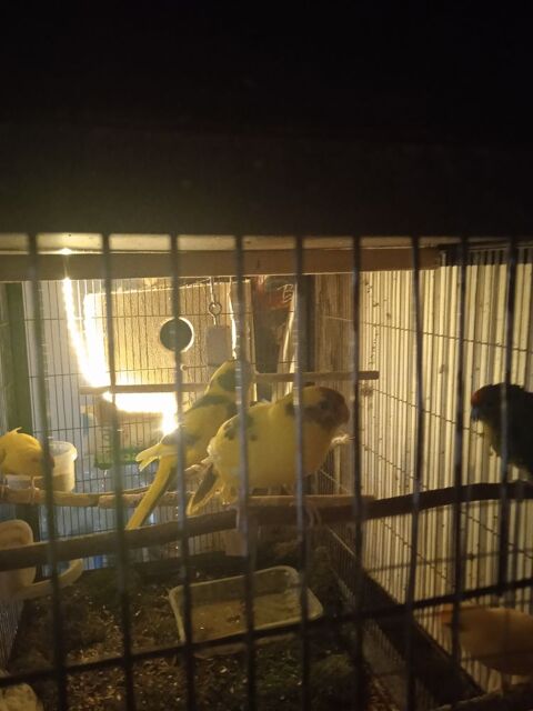 perruche kakariki 60 21540 Dr�e