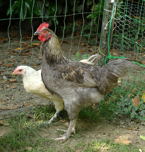 Coq bleu 4 mois à donner pour bonne maison 0 31800 Saint-gaudens
