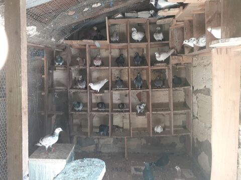 COUPLE DE PIGEONS ADULTES 15 33130 B�gles