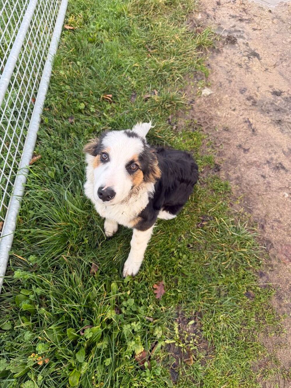   Jolie border collie mâle  