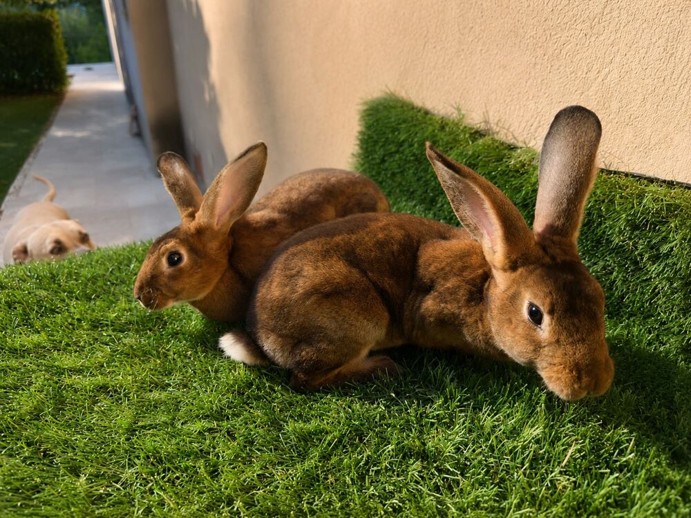 lapins Jardin