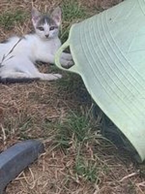   CHATON 