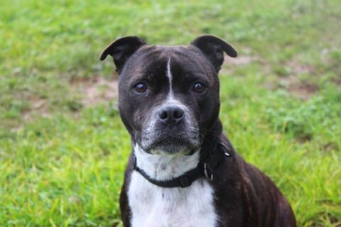 PEARL DES CRYS, adorable Staffordshire Bull Terrier à adopter via l'association UMA 330 18210 Bessais-le-fromental
