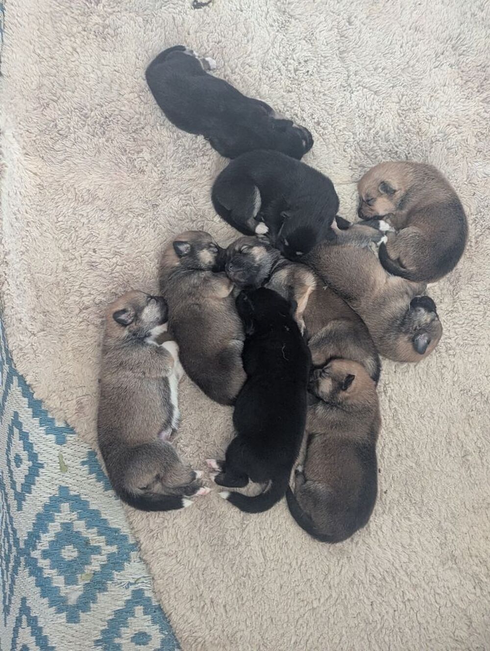    Don Chiot akita inu / berger australien  