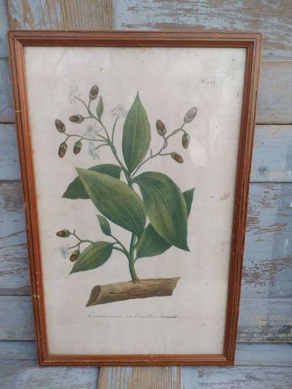 Cinamomum Cannelle Gravure Johann Wilhelm Weinmann XVIIIe 
