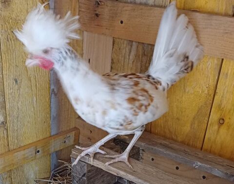 Coq Hollandais Huppé. 15 32120 Homps