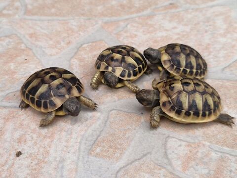 Tortues Hermann 30 30320 Marguerittes