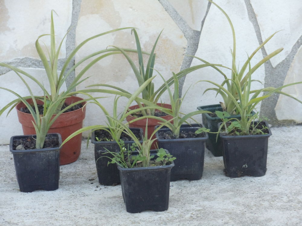 Billbergia nutant Jardin
