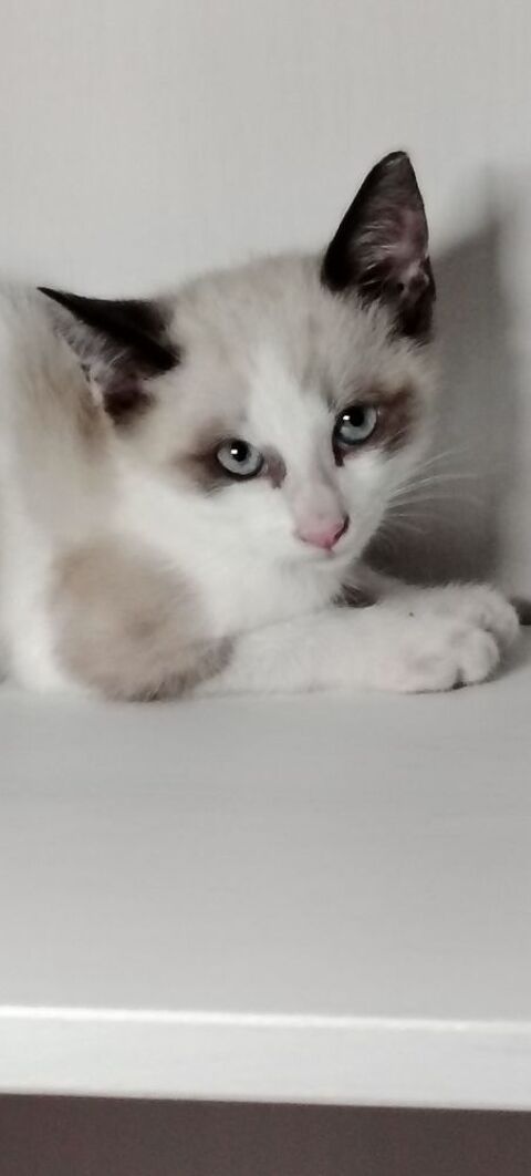 CHATON type sacre de Birmanie x siamois 0 64140 Billère