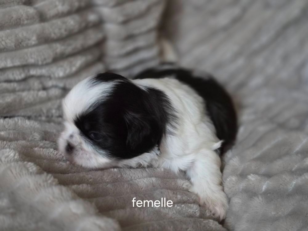   A réserver shih tzu 