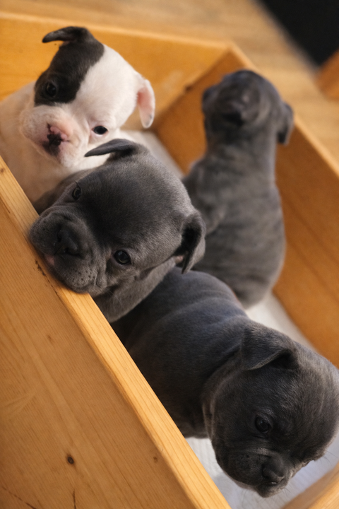 Bouledogue fran&ccedil;ais 0 58120 Ch�teau-chinon campagne