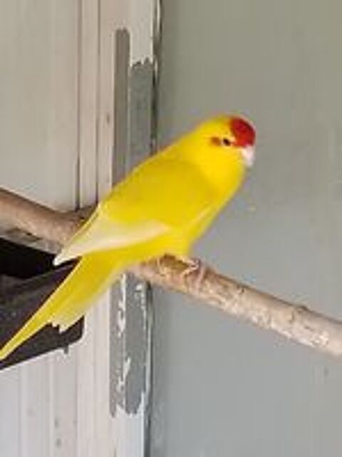   Kakarikis 