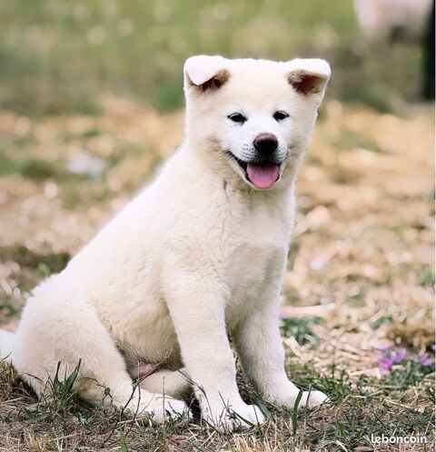 🐺 Akita Inu LOF haut de gamme – Blanc 🤍 bring&eacute; 🩶 Roux 🧡 – Tests sant&eacute; RAS 🩺 – Origines japonaises prestigieuses 1790 66450 Pollestres