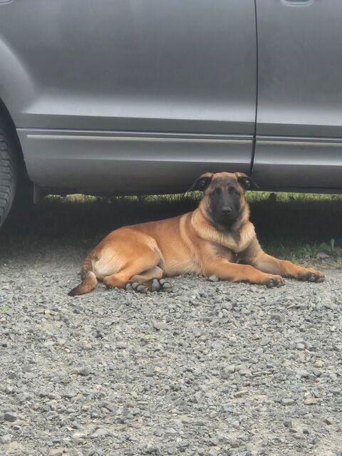 1 M&acirc;le Berger Belge Malinois 800 49630 Maz�