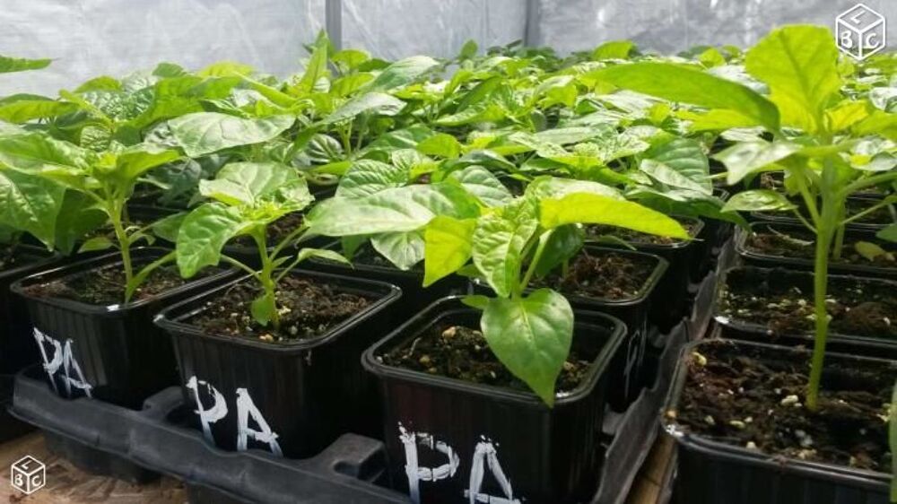 Jeunes plants Piment VEGETARIEN des ANTILLES Jardin