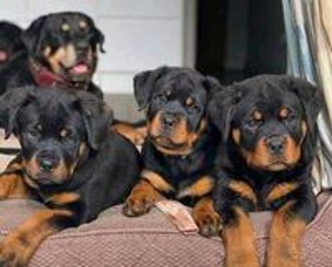   rottweiler chiot 