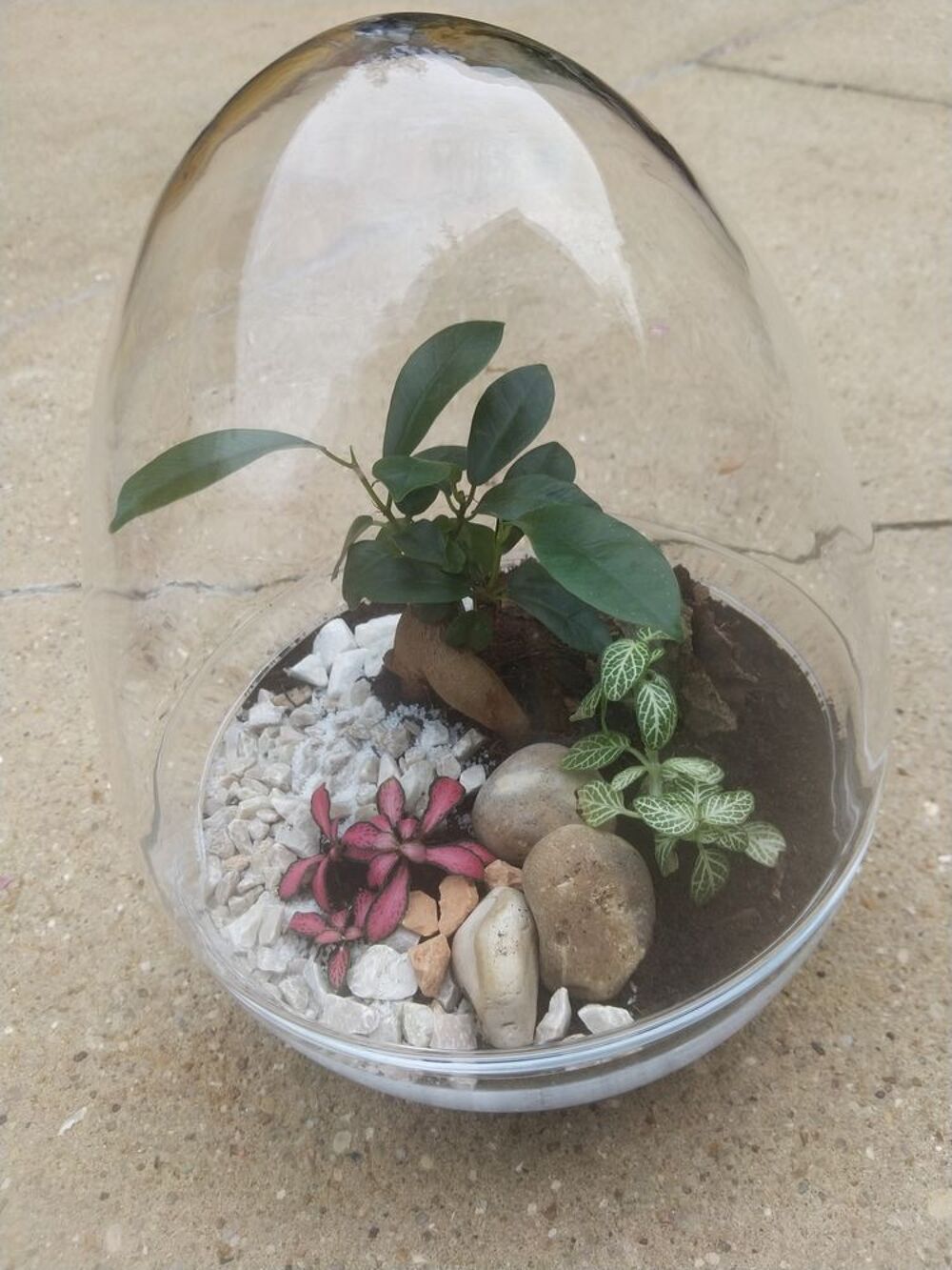 Oeuf terrarium Dcoration