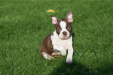 chiots bouledogues français 0 91000 vry