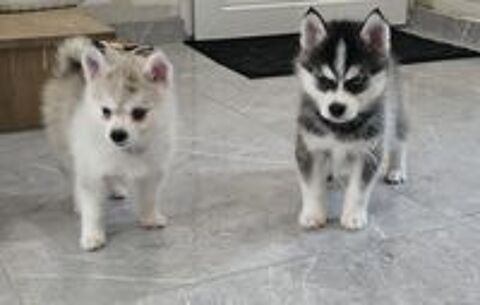   Pomsky f2 DISPONIBLE  