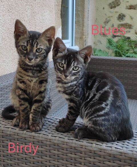 Ventes chatons Bengal LOOF (2 femelles et 2 m&acirc;les) 600 12390 Auzits