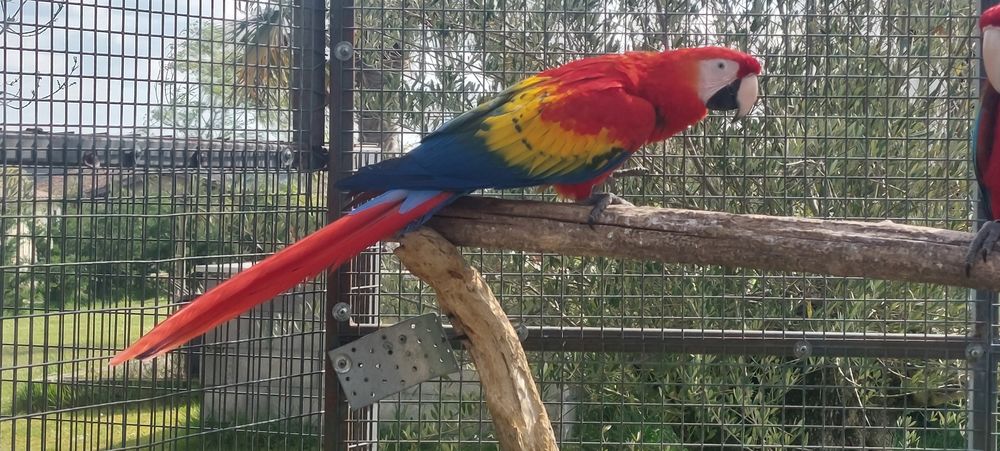   Ara Rouge/Ara Macao ou echange contre 1/1 cacatoes Rosalbin  