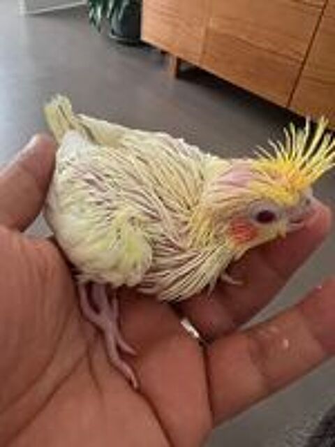   Perruche Calopsitte 