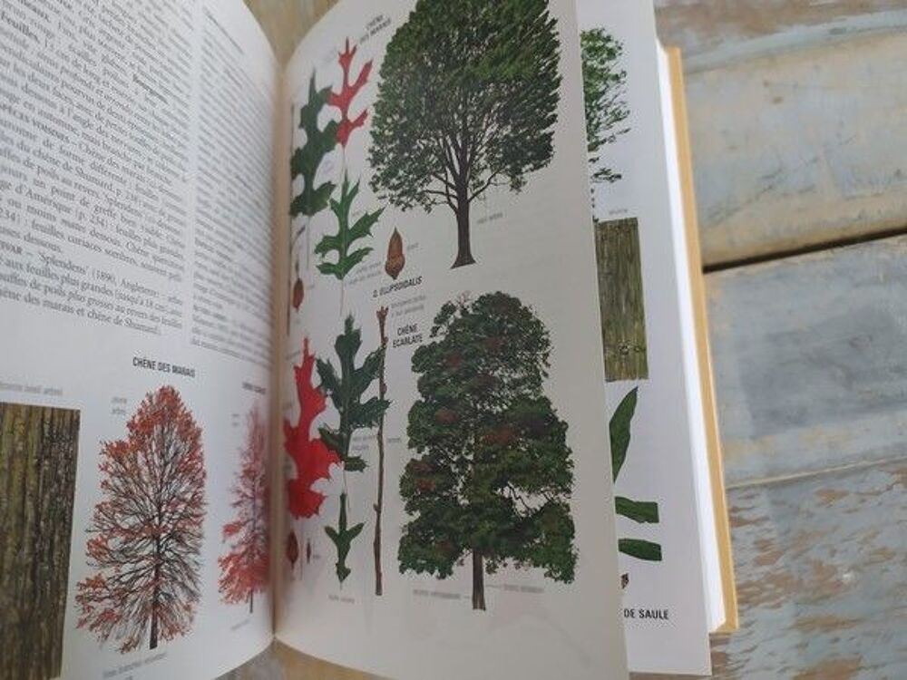 Livre Delachaux et Niestl&eacute; Guide des Arbres d'Europe Livres et BD