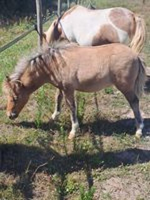   tr�s belle ponette shetland n�e en mai 2025. 